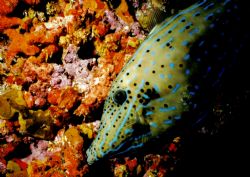 Scrawled File Fish.

MMII, 16mm, Fernando de Noronha, B... by Erich Reboucas 